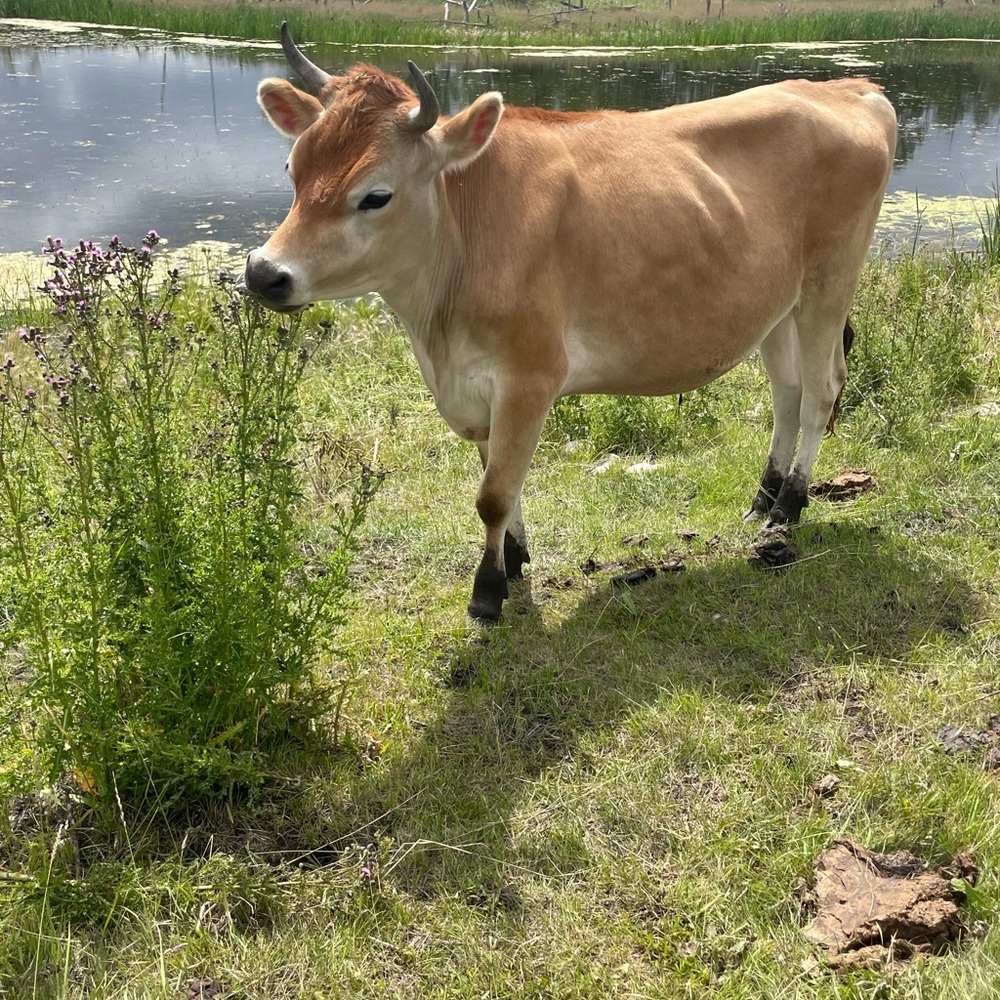 Meet your Posher, Serenity